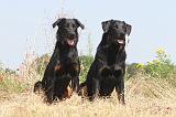 BEAUCERON 001